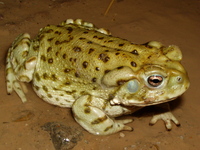 : Bufo alvarius; Sonoran Desert Toad