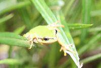 : Hyla walkeri