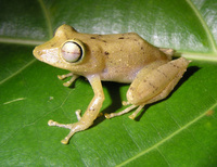 : Pristimantis caryophyllaceus
