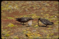 : Catharacta antarctica; Southern Skua