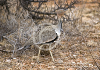 : Eupodotis gindiana; Buff-crested Bustard