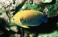 : Centropyge potteri; Russet Angelfish