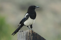 : Pica hudsonia; Black-billed Magpie