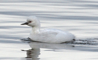 : Podiceps nigricollis; Eared Grebe (leucistic)