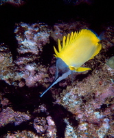: Forcipiger longirostris; Long-nosed Butterflyfish