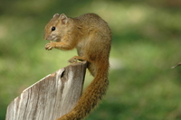 : Paraxerus cepapi; Tree Squirrel