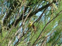 : Spiza americana; Dickcissel