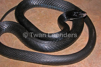 : Coluber constrictor