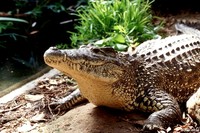 : Crocodylus rhombifer; Cuban Crocodile