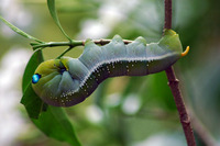 : Daphnis nerii; Oleander Hwk Moth