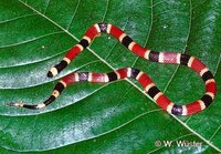 : Micrurus nigrocinctus; Coral Snake