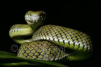 : Parias hageni