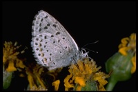 : Lycaeides ricei; Anna Blue Butterfly