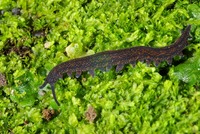 : Peripatoides novaezelandiae; Velvet Worm