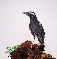 Siberian Thrush (Zoothera sibirica)