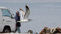 Adult winter Common Gull Larus canus kamtschatschensis