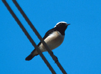 Cyprus pied wheatear (Oenanthe cypriaca), Cyprus