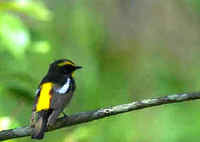 Two photos above of Narcissus Flycatchers, one of the nicest birds