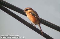 Fig. 1. Bull-headed Shrike : 때까치
