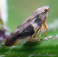 Aphrophora alni - European Alder Spittle Bug