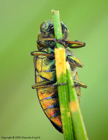 Chrysobothris igniventris