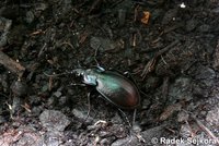 Carabus pseudomonticola