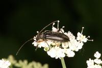 Cortodera humeralis humeralis var. inhumeralis