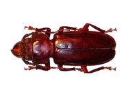 Mallodon dasytomus dasytomus - Hardwood Stump Borer