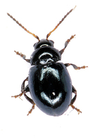 Hermaeophaga mercurialis