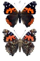 Vanessa vulcania - Canary Red Admiral