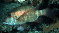 Lethrinus erythropterus, Longfin emperor: fisheries