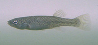 Fundulus rathbuni, Speckled killifish: