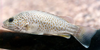 Leiopotherapon unicolor, Spangled perch: fisheries