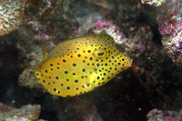 Ostracion cubicus, Yellow boxfish: fisheries, aquarium