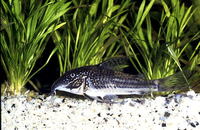 Scleromystax barbatus, Banded corydoras: aquarium