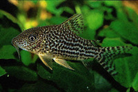 Corydoras haraldschultzi, Mosaic corydoras: aquarium