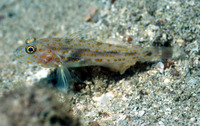 Fusigobius longispinus, Orange-spotted sand-goby: