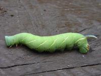 Mimas tiliae - Lime Hawk-moth