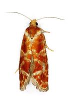 Rhyacionia buoliana - European Pine Shoot Moth