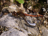 Sympetrum striolatum