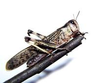 Locusta migratoria - Migratory locust