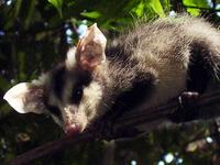 Image of: Didelphis albiventris (white-eared opossum)