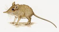 Image of: Elephantulus brachyrhynchus (short-snouted elephant-shrew)