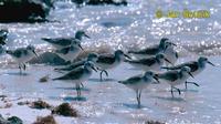 Calidris mauri - Western Sandpiper