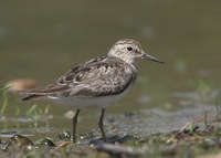 Calidris temminckii - Temminck's Stint