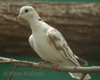 Streptopelia roseogrisea - African Collared-Dove