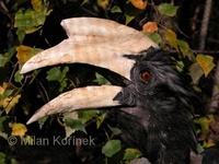 Anthracoceros malayanus - Black Hornbill