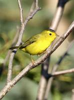 Wilsonia pusilla - Wilson's Warbler