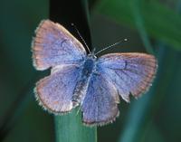 Image of: Glaucopsyche lygdamus (palos verdes blue butterfly)