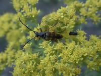 Image of: Typocerus velutinus (cerambycid beetle)